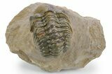 Curled Reedops Trilobite - Atchana, Morocco #359495-3
